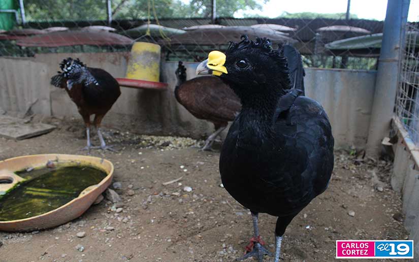 ZOO
